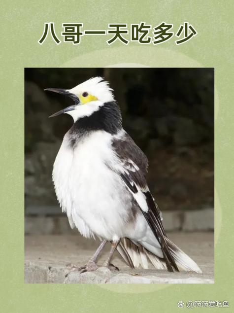 快狼人影院的相关介绍